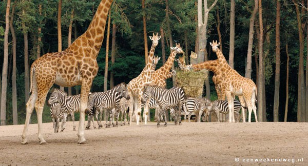 dierentuin.jpg
