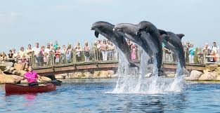 dolfinarium.jpg