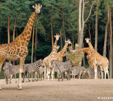 dierentuin.jpg