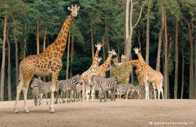 dierentuin.jpg